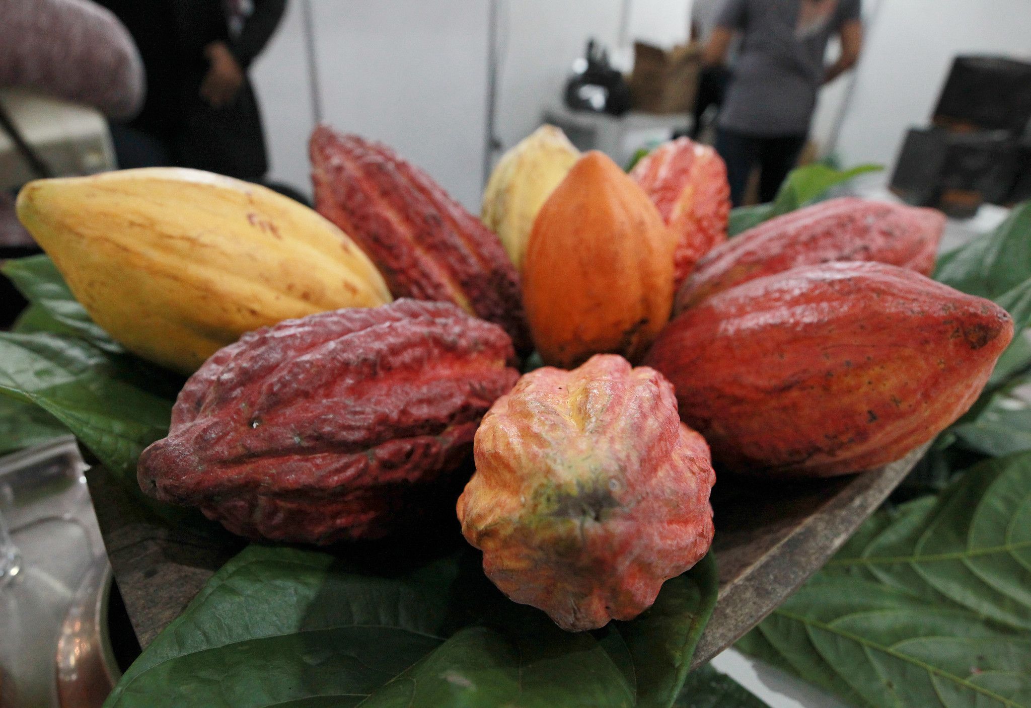 Produção cacaueira, principal exportadora da Bahia em 2025, é afetada pelo tarifaço de Trump | Foto: Feijão Almeida/GOVBA