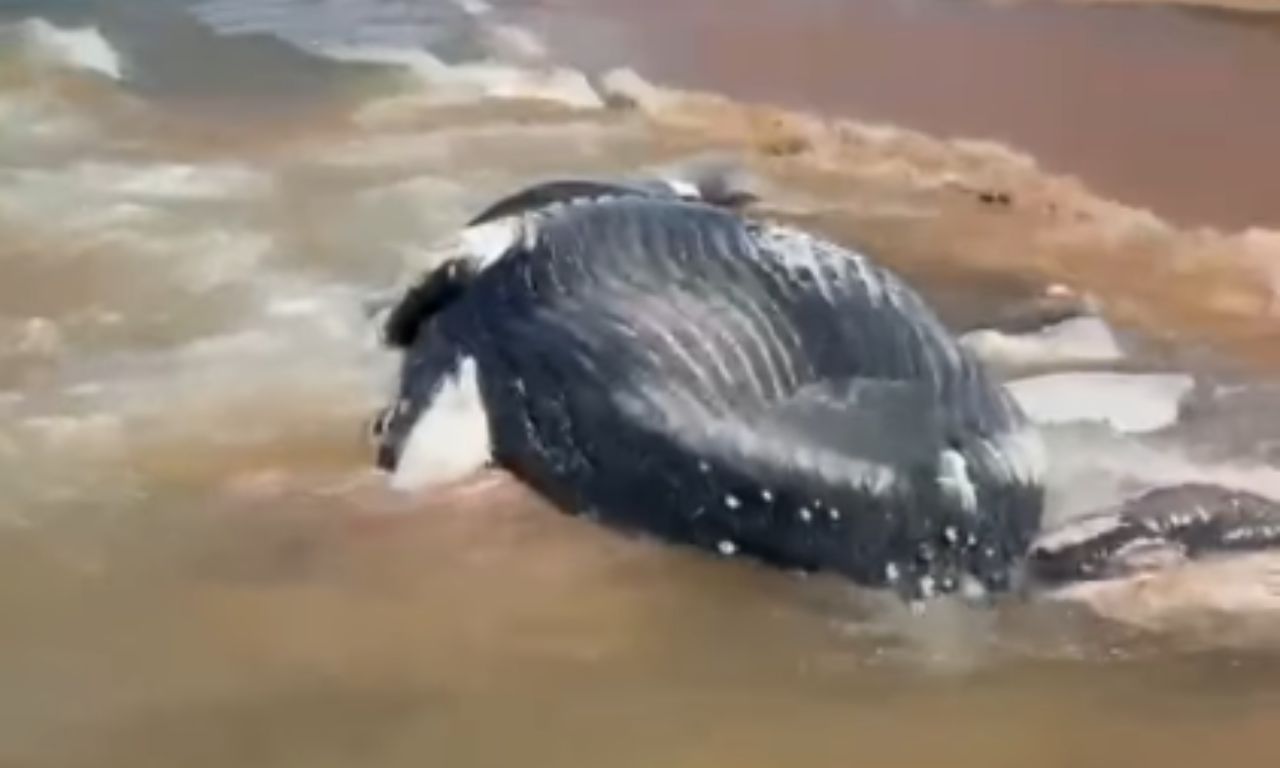 Filhote de baleia-jubarte &eacute; encontrado morto em praia na Bahia. Foto: Plant&atilde;o de Not&iacute;cias Itacar&eacute; e Regi&atilde;o