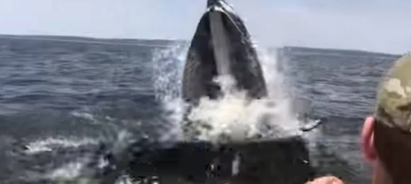 SUSTO: Baleia jubarte surpreende pescadores e salta ao lado de barco; Veja vídeo
