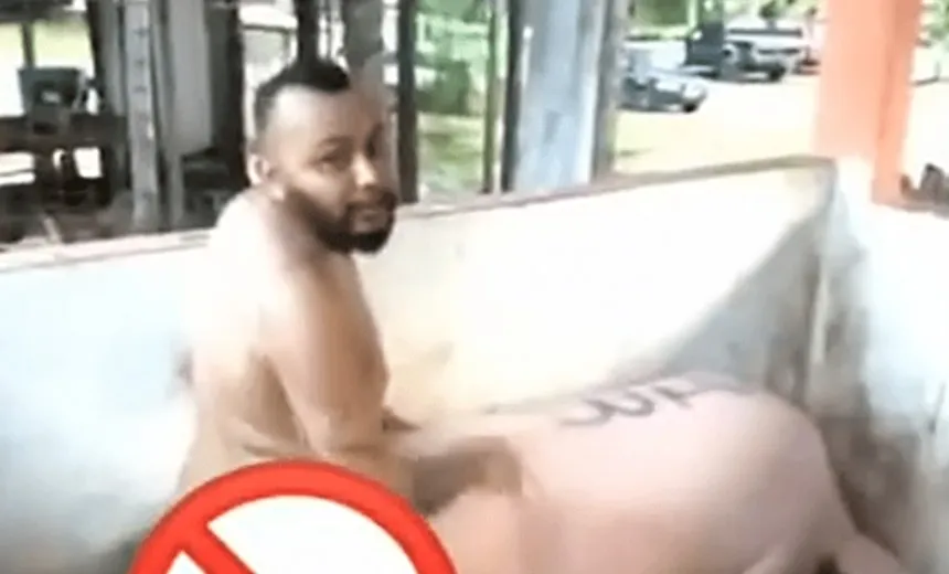 Cantor de forró é multado pelo IBAMA após vídeo de sexo com porco
