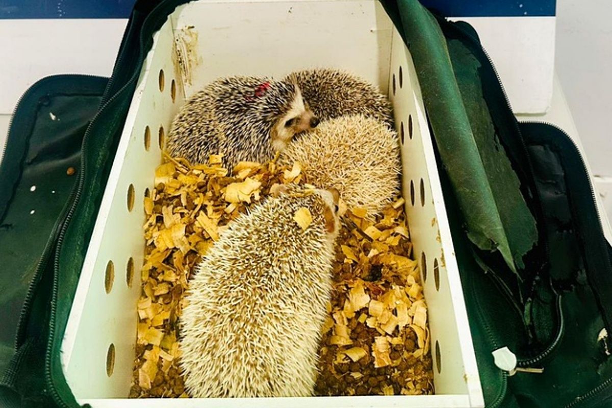 PRF apreende ouriços africanos transportados ilegalmente em ônibus na Bahia. Foto: PRF