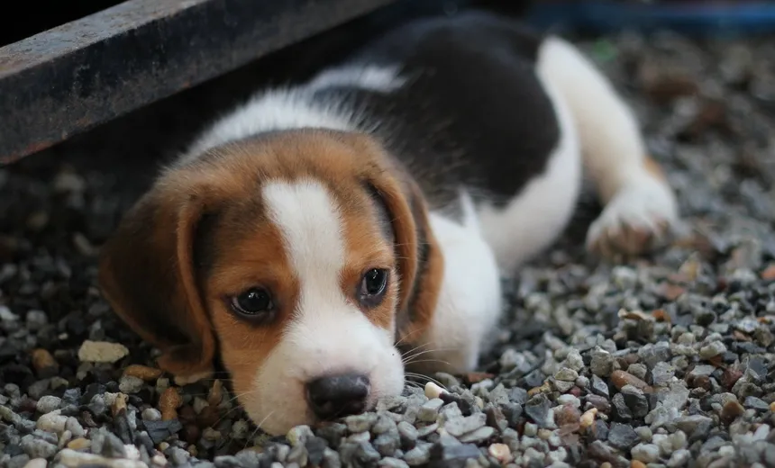 Saiba como proteger seu cachorro dos fogos de artifício durante a Copa do Mundo