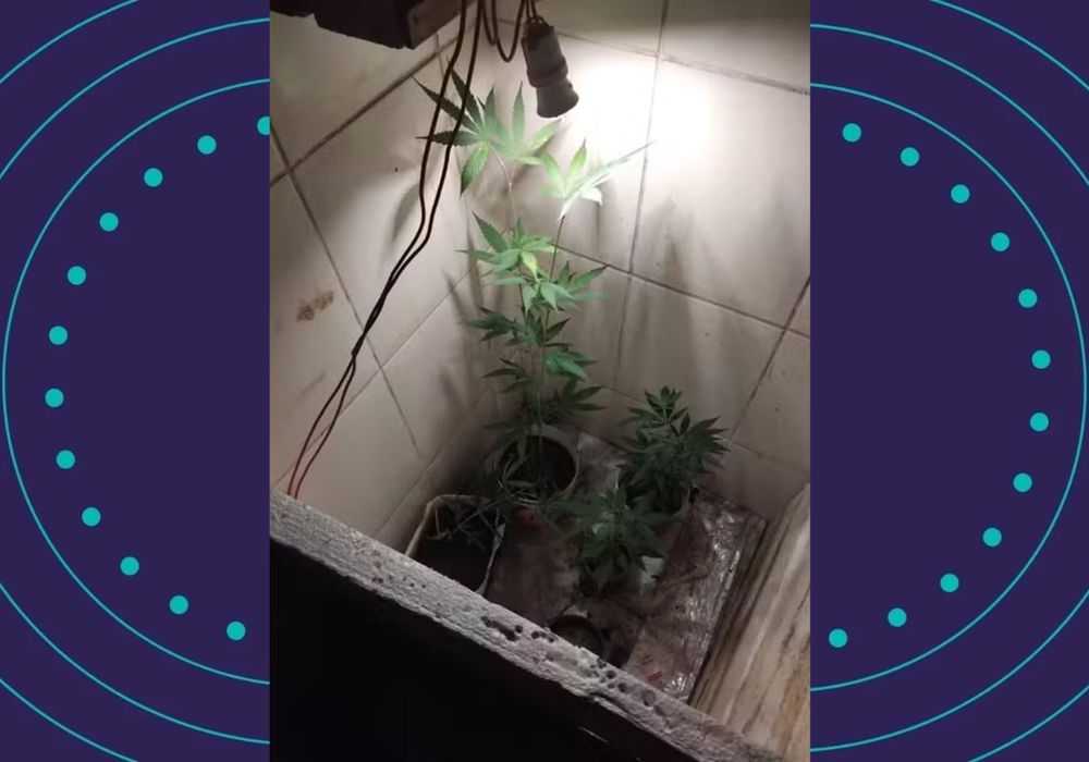 Agentes encontraram cultivo da planta em banheiro desativado | Foto: Guarda Civil Municipal de Lu&iacute;s Eduardo Magalh&atilde;es