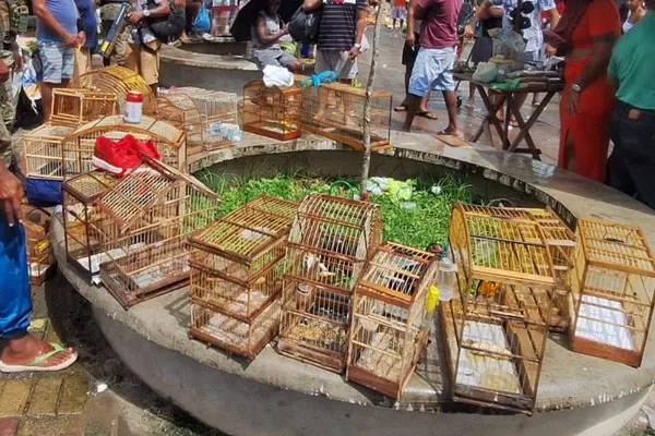 Pm Resgata 21 Aves Silvestres Na Feira Do Rolo, Na Baixa Do Fiscal Cr&eacute;dito Divulga&ccedil;&atilde;o