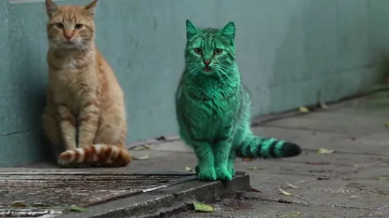 Gato verde ?misterioso? aparece em ruas da Bulgária