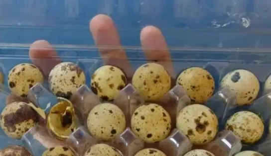 Devido a calor forte, codornas nascem em prateleira de supermercado; veja vídeo 