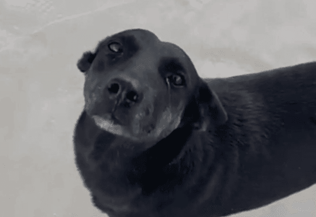 C&atilde;o Orelha Teve Que Ser Sacrificado Devido &Agrave; Gravidade Das Agress&otilde;es Foto Divulga&ccedil;&atilde;o