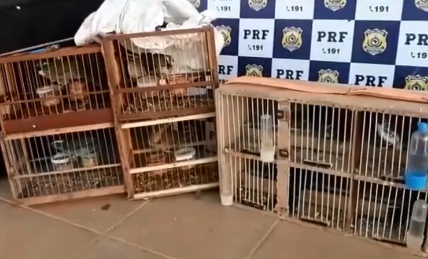 Aves silvestres transportadas irregularmente são resgatadas em Feira de Santana