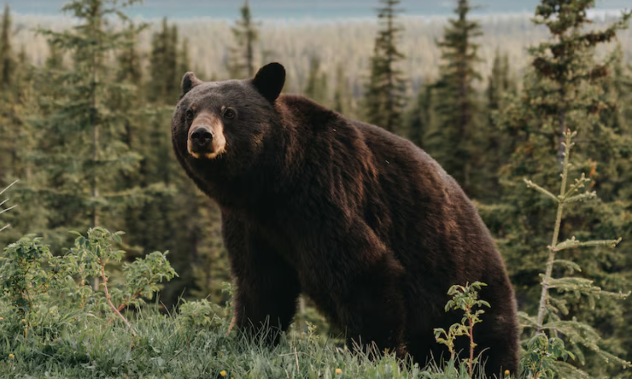 Urso. Foto: Imagem Ilustrativa | Freepik