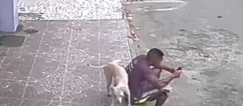 “VIRALIZOU”: Homem adota cachorro que aparece em vídeo urinando em suas costas; “Agora tem lar”