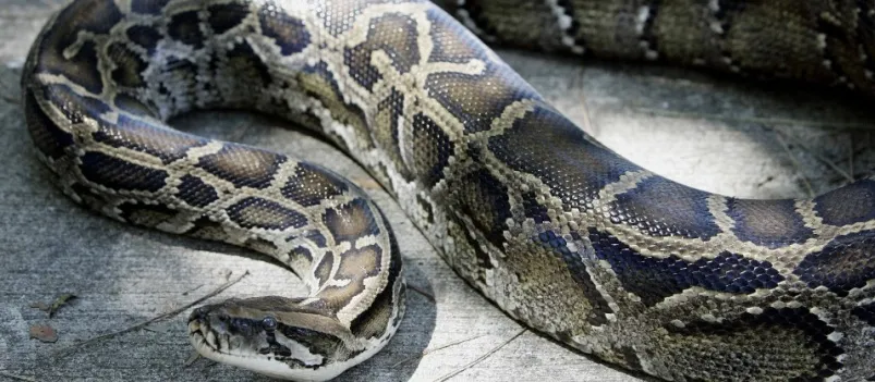 “TÁ ENTRANDO LÁ PRA BAIXO”: Mulher geme de medo ao ver cobra gigante; Veja vídeo