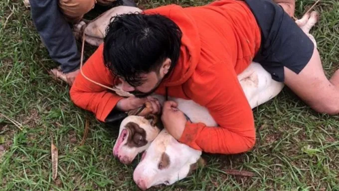 Lutador de Muay Thai imobiliza dois pitbulls durante ataque 