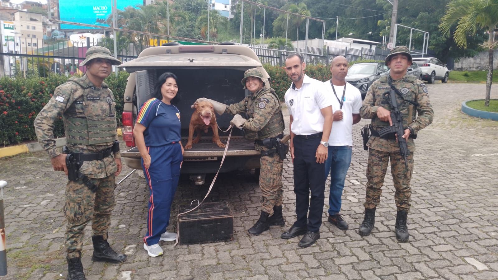 Cachorro da raça pitbull resgatado em situação de maus tratos pela Companhia Independente de Polícia de Proteção Ambiental (Coppa). Foto: Reprodução / COPPA