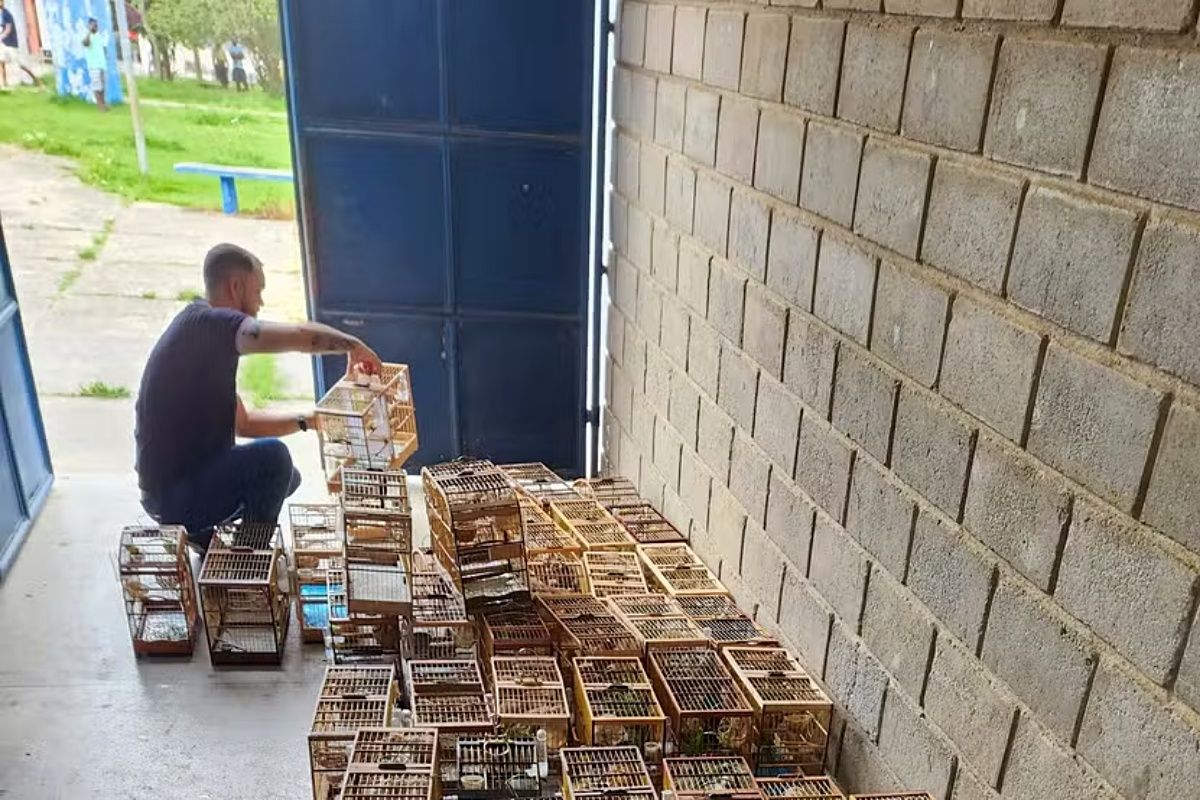 Evento ilegal de canto de pássaros é interrompido no extremo sul da Bahia. Foto: Divulgação/Inema