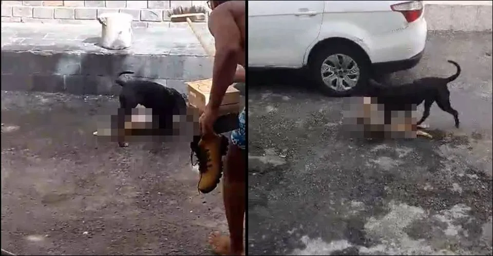 Gato morre após ataque de pitbull na Boca do Rio e moradores denunciam situação recorrente