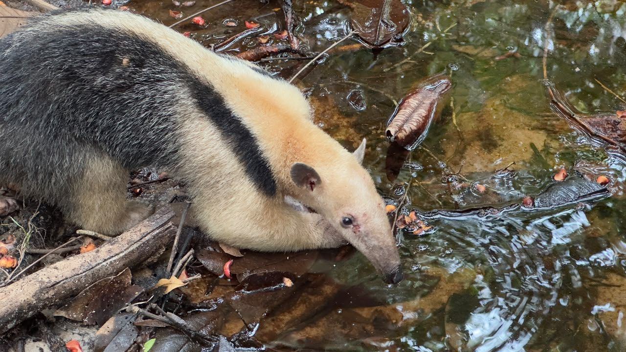 Animais silvestres s&atilde;o devolvidos &agrave; natureza