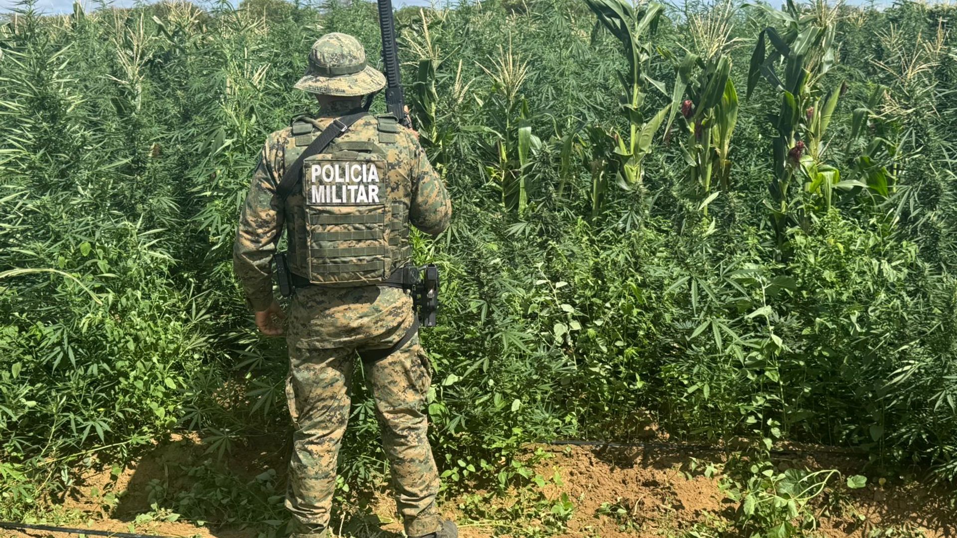 200 mil pés de maconha foram erradicados | Foto: Divulgação/CIPE