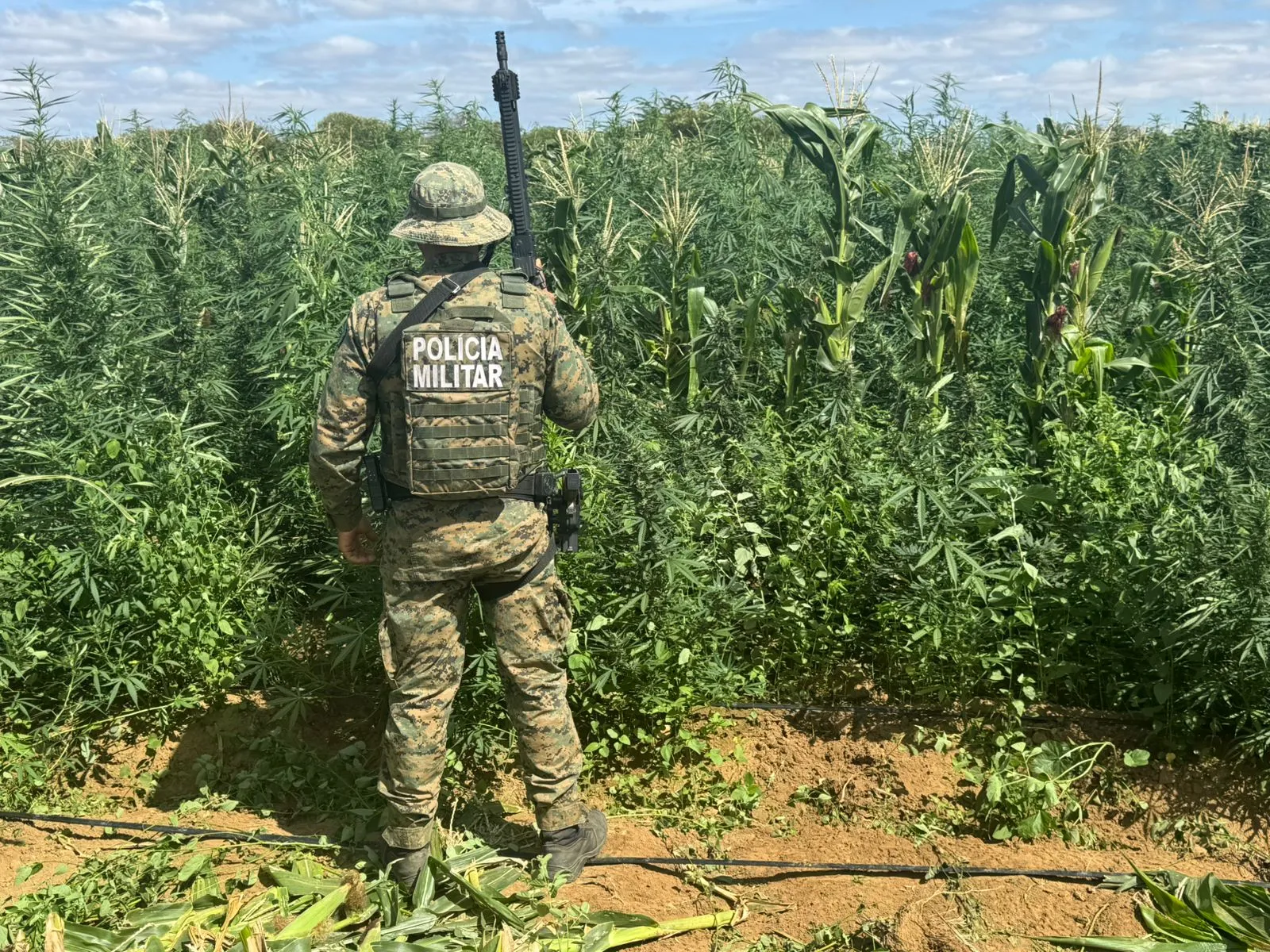 200 mil pés de maconha foram erradicados