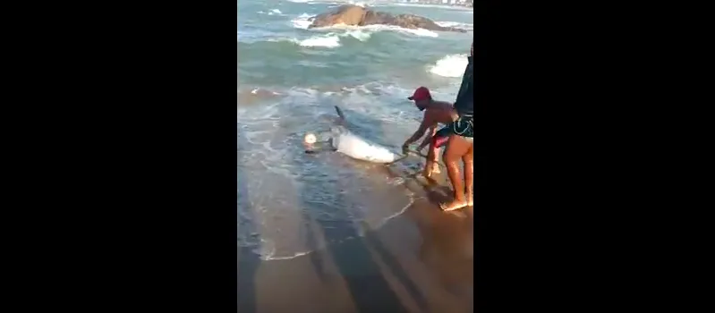 INUSITADO: Imagens mostram tubarão sendo resgatado em praia de Salvador; Veja